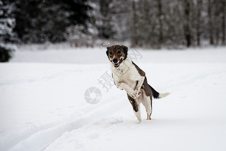 快乐的狗在冬天的雪地里玩耍接雪球图片