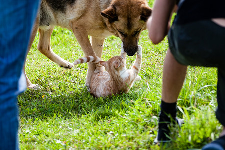 狗与家猫打架在绿色草地上玩耍背景图片