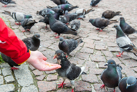 在城市广场用手喂鸽子的人图片