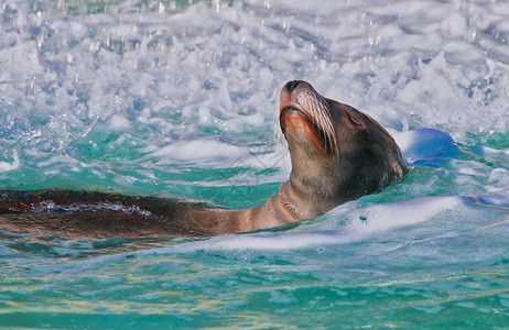一只海狮在水中游泳图片