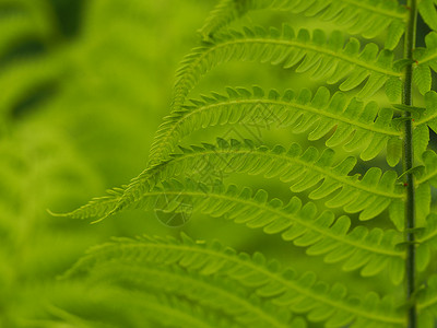 春天的植物图片