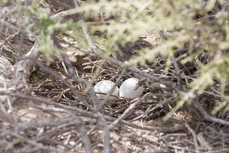 巢中的两个企鹅蛋马德林港阿根廷图片