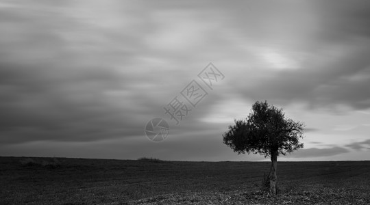 白色和黑色的单橄榄树图象图片