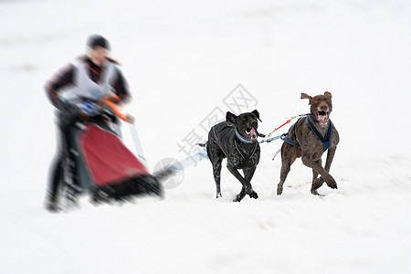 冬天的狗拉雪橇图片
