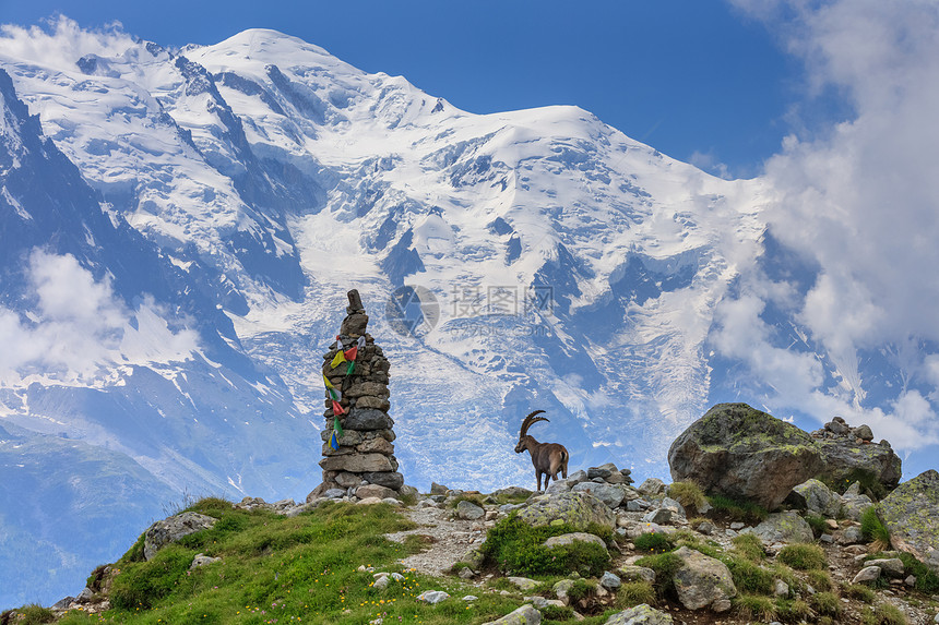 AlpineibexCapraibex背景情况是法国图片