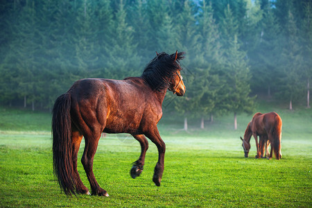 日出时在牧场上吃草的马图片