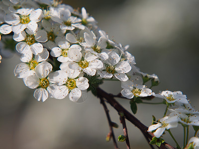 春天的白花灌木草甸图片