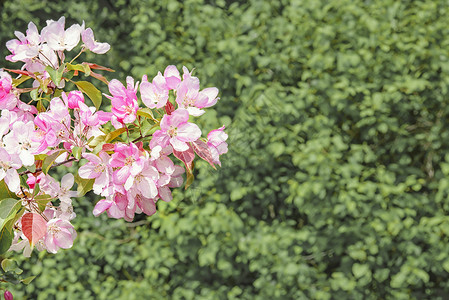 东方樱桃树枝在绿叶背景下开花盛图片