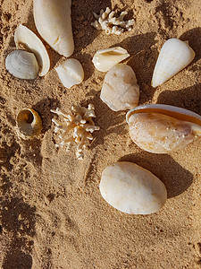 沙子上的贝壳和珊瑚图片