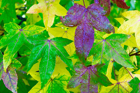 树叶颜色变换是季图片