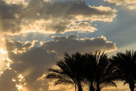 日落天空与棕榈树图片