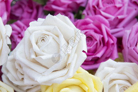 人造白玫瑰花的特写手工纸玫瑰花图片