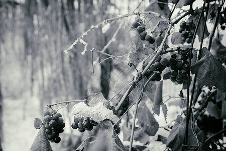 冬天霜冻雪中的森林图片