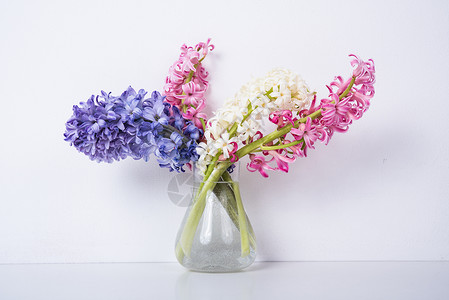 白色背景的紫色花朵和粉红色长青图片