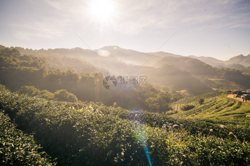 山中茶园景观排茶台坡图片