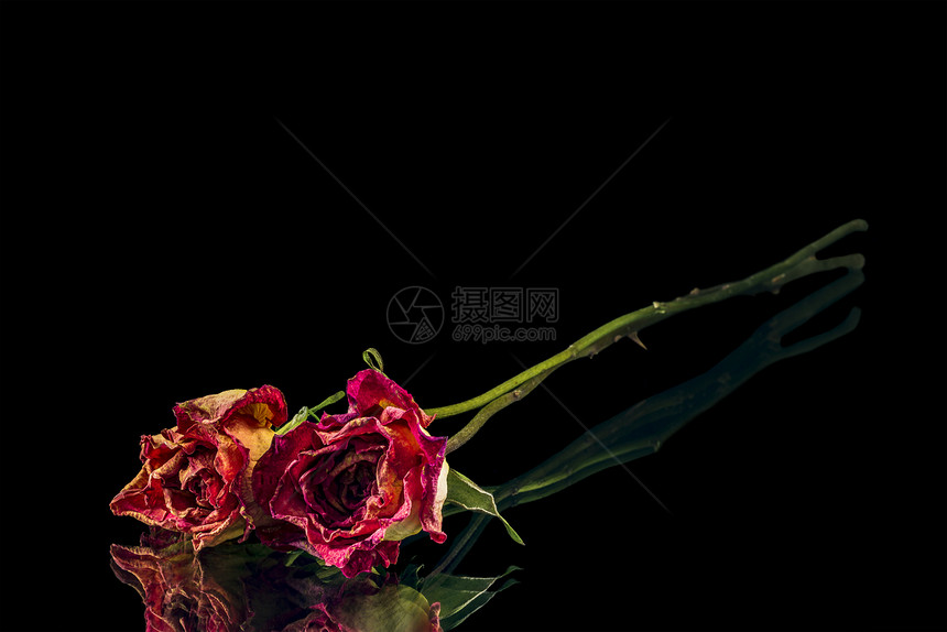 黑色背景中的两朵干玫瑰图片