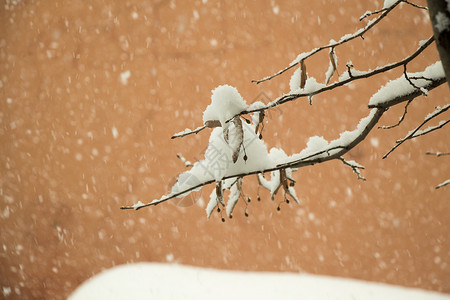 白色的冬天背景与白雪皑的树枝图片