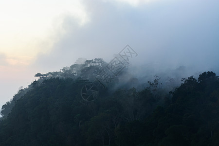 早晨薄雾漂浮在森林的树梢上图片