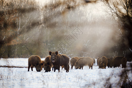 冬季森林上的野猪图片