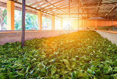 茶叶厂茶叶的干燥过程图片