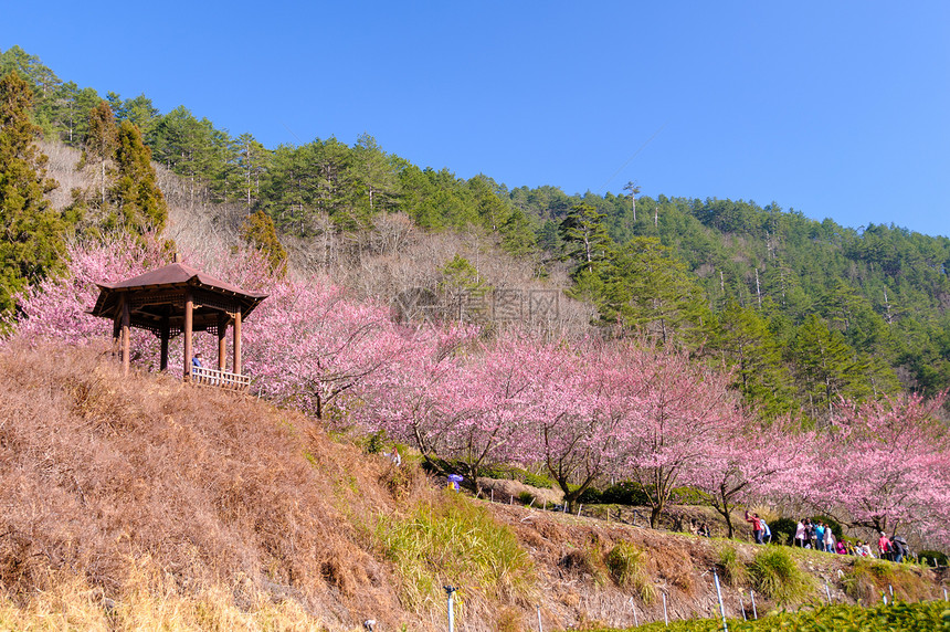 中樱花五菱农场图片