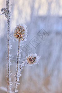 冷冻刺蓟植物图片
