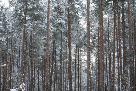 松林的冬天树枝上的新鲜软雪图片