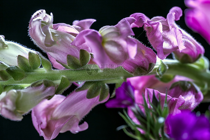 金鱼草花瓣的特写宏观图像图片