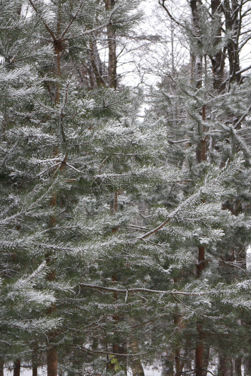 松枝冬季森林与雪图片