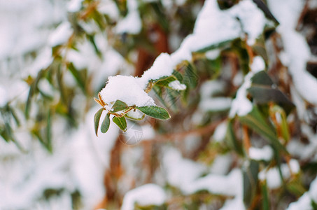 白雪绿叶的Lonciera图片