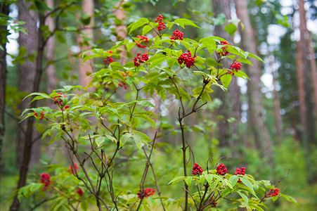 夏日森林中的浆果红大莓桑图片