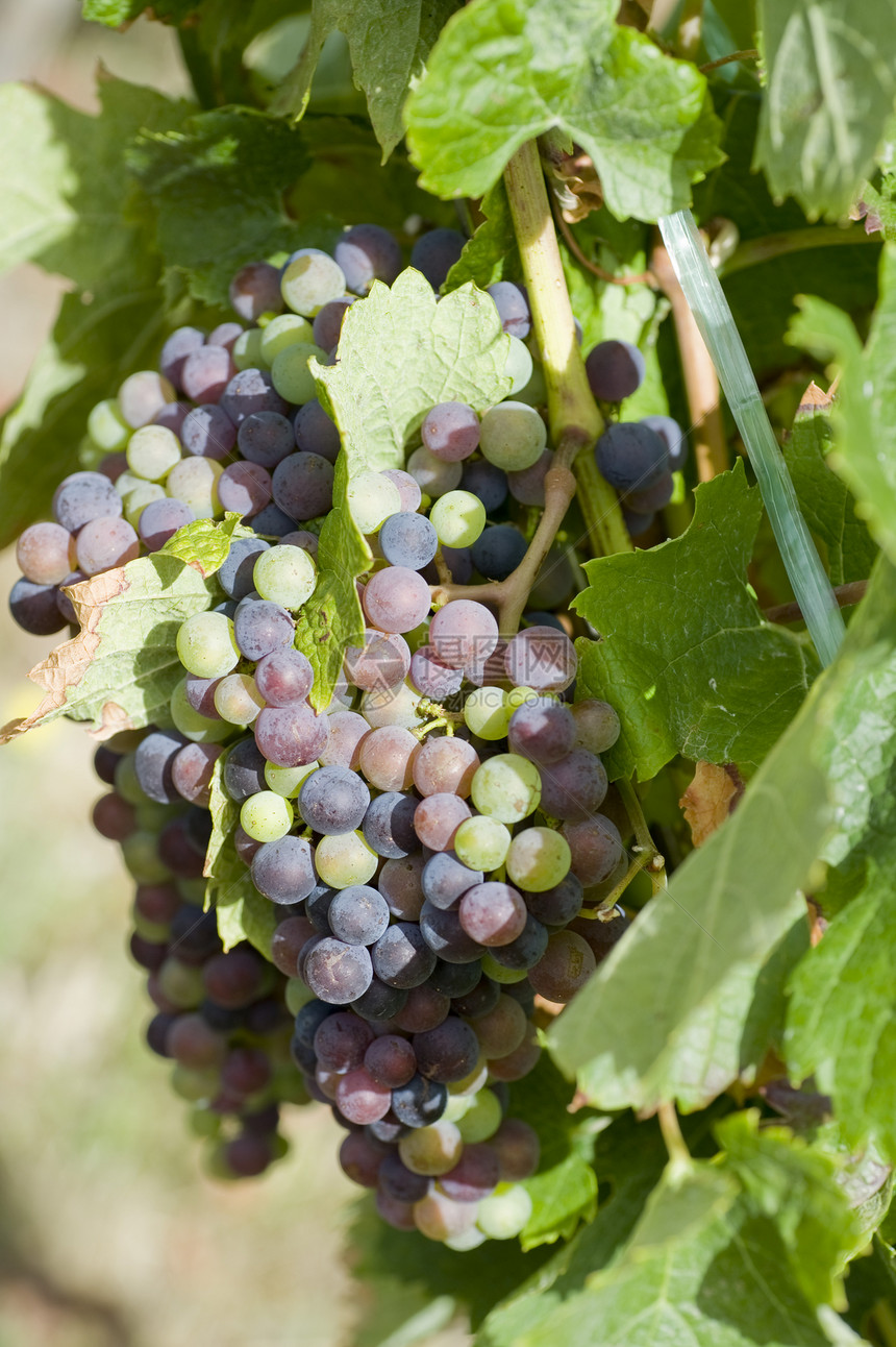 法国夏季的法国葡萄树图片