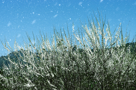 树枝上的白花蓝天白雪飘落图片