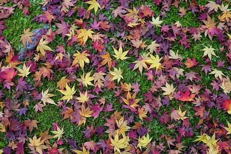 五颜六色的秋天枫叶在绿色苔藓自然背景上图片