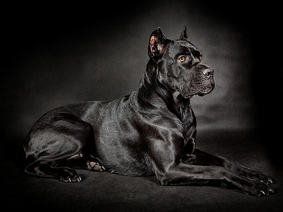 黑色背景上的黑狗Canecorso背景图片