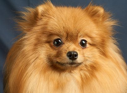 一只红色波美拉尼狗图片