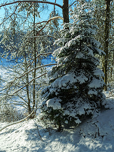 在白雪皑的树林中的冬季景观图片