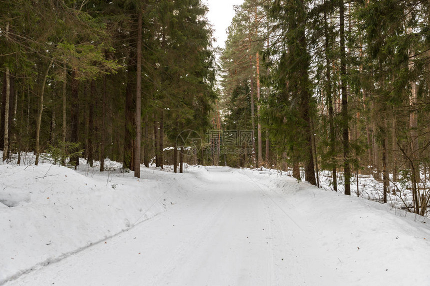 冬季风景庄霜中的树图片