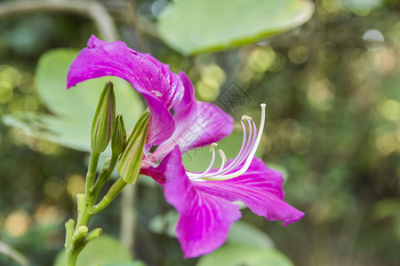 Bauhiniablakeana或香港兰花图片