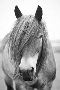 欧洲野马的黑白照片在一个开放领域图片