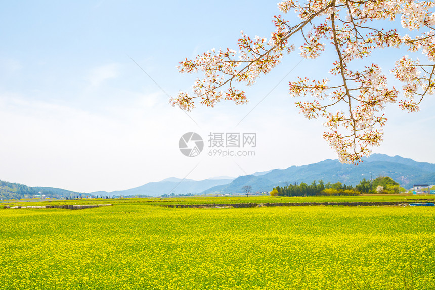 韩国春天的樱花和油菜花图片
