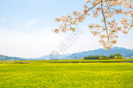 韩国春天的樱花和油菜花图片