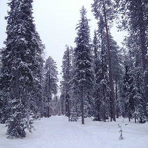 芬兰拉普兰的森林图片