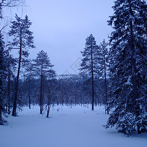 芬兰拉普兰的森林图片