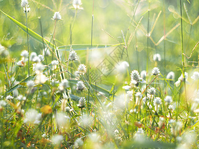 绿草如茵小白野花草甸风格柔和图片