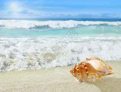 在热带海滩上的贝壳图片