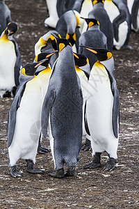 王企鹅Aptenodytespatagonicus福克兰群岛布拉夫图片