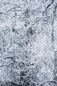 白雪覆盖的树木的冬季景观图片