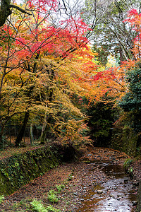 在多彩的秋天森图片