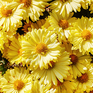 花园里盛开的黄色花朵的特写花卉背景图片